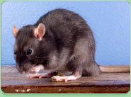 rat control Cannock